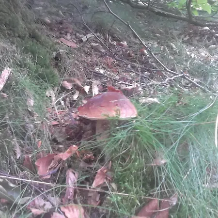 Lägenhet Apartamentypomorze