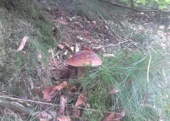 Апартаменты Apartamentypomorze