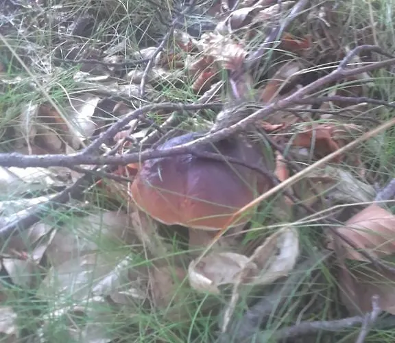 Apartamentypomorze Апартаменты Бялогура